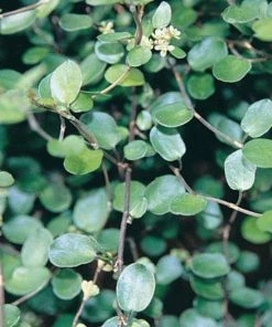 Garden Goods Direct Wire Vine House Plants