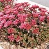 Garden Goods Direct Sedum Fuldaglut Perennials