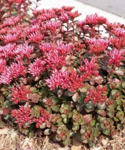 Garden Goods Direct Sedum Fuldaglut Perennials