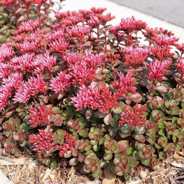 Garden Goods Direct Sedum Fuldaglut Perennials 1 Garden Goods Direct Sedum Fuldaglut Perennials