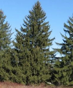 Garden Goods Direct Trees Norway Spruce 7 Garden Goods Direct Trees Norway Spruce