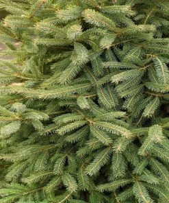 Garden Goods Direct Black Hills Spruce