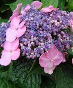 Garden Goods Direct Endless Summer® Twist-n-Shout® Hydrangea