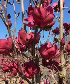 Garden Goods Direct Magnolia Tinker Belle