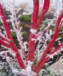 Garden Goods Direct Trees Coral Bark Japanese Maple