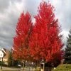 Garden Goods Direct Trees Autumn Flame Maple