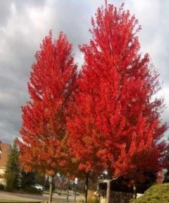 Garden Goods Direct Trees Autumn Flame Maple