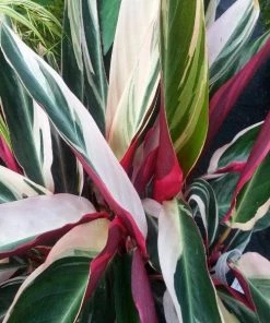 Garden Goods Direct House Plants Stromanthe Triostar 6 Garden Goods Direct House Plants Stromanthe Triostar