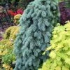 Garden Goods Direct Trees Weeping Blue Spruce