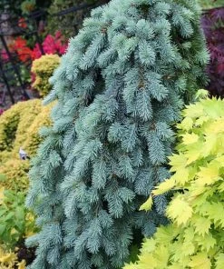 Garden Goods Direct Trees Weeping Blue Spruce