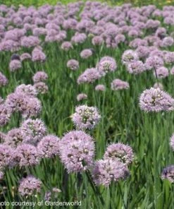 Garden Goods Direct Perennials Allium Summer Beauty