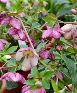 Garden Goods Direct Helleborus French Kiss 6 Garden Goods Direct Helleborus French Kiss