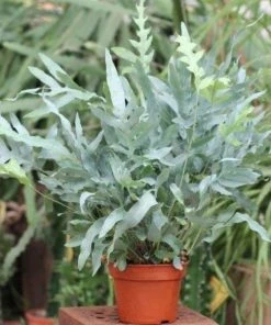 Garden Goods Direct Blue Star Fern House Plants