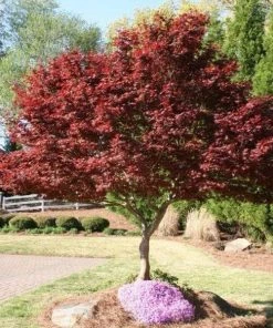 Garden Goods Direct Trees Bloodgood Japanese Maple 6 Garden Goods Direct Trees Bloodgood Japanese Maple