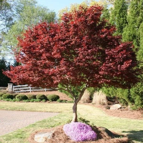 Garden Goods Direct Trees Bloodgood Japanese Maple 3 Garden Goods Direct Trees Bloodgood Japanese Maple