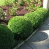 Garden Goods Direct Green Velvet Boxwood Shrubs