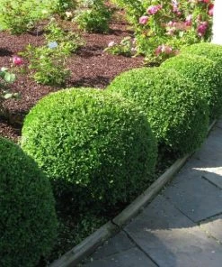 Garden Goods Direct Green Velvet Boxwood Shrubs