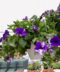 Garden Goods Direct Headliner™ Night Sky® Petunia