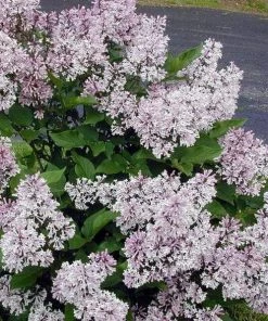 Garden Goods Direct Shrubs Lilac Miss Kim 5 Garden Goods Direct Shrubs Lilac Miss Kim