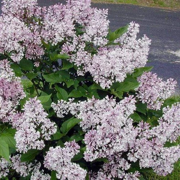 Garden Goods Direct Shrubs Lilac Miss Kim 3 Garden Goods Direct Shrubs Lilac Miss Kim