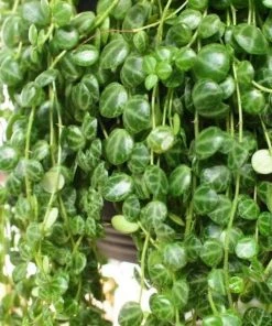 Garden Goods Direct String Of Turtles