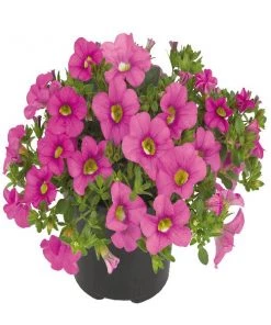 Garden Goods Direct Annuals Hot Pink Calibrachoa 6 Garden Goods Direct Annuals Hot Pink Calibrachoa