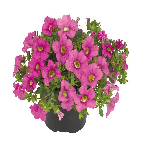 Garden Goods Direct Annuals Hot Pink Calibrachoa 3 Garden Goods Direct Annuals Hot Pink Calibrachoa