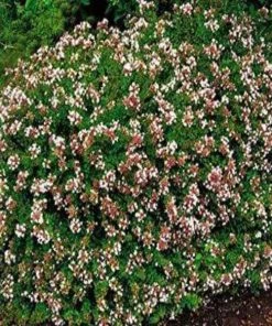 Garden Goods Direct Shrubs Rose Creek Abelia 7 Garden Goods Direct Shrubs Rose Creek Abelia