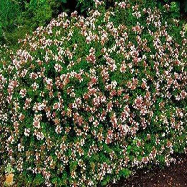Garden Goods Direct Shrubs Rose Creek Abelia 4 Garden Goods Direct Shrubs Rose Creek Abelia