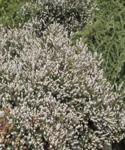 Garden Goods Direct Mediterranean White Heather Shrubs