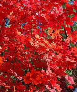Garden Goods Direct Summer Red Maple Trees