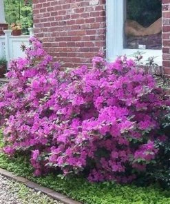Garden Goods Direct Encore® Autumn Royalty® Azalea Shrubs