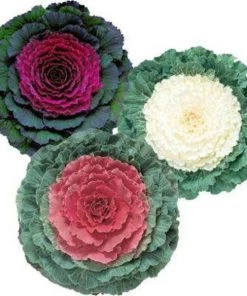 Garden Goods Direct Annuals Pigeon Pink Flowering Kale