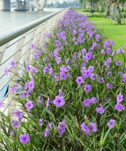 Garden Goods Direct Mexican Petunia 5 Garden Goods Direct Mexican Petunia