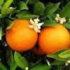 Garden Goods Direct Red Navel Orange Tree Trees