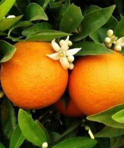 Garden Goods Direct Red Navel Orange Tree Trees