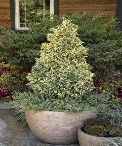 Garden Goods Direct Shrubs Silver King Euonymus