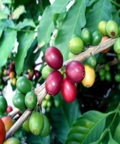 Garden Goods Direct Coffee Plants House Plants 6 Garden Goods Direct Coffee Plants House Plants