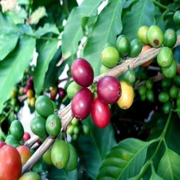 Garden Goods Direct Coffee Plants House Plants 3 Garden Goods Direct Coffee Plants House Plants