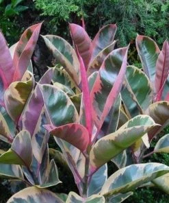 Garden Goods Direct Ficus Ruby 7 Garden Goods Direct Ficus Ruby