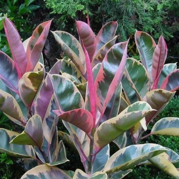 Garden Goods Direct Ficus Ruby 4 Garden Goods Direct Ficus Ruby