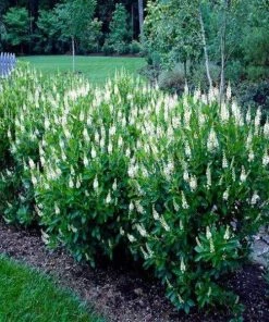 Garden Goods Direct Clethra Sixteen Candles