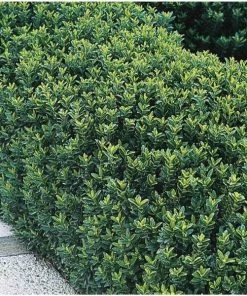 Garden Goods Direct Shrubs Euonymus Green Spire