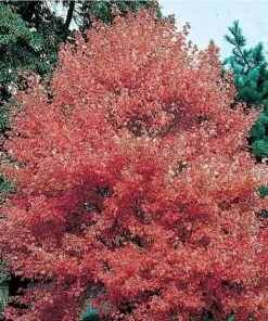 Garden Goods Direct Trees Autumn Flame Maple