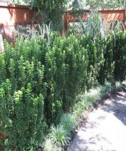 Garden Goods Direct Shrubs Euonymus Green Spire