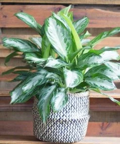 Garden Goods Direct Aglaonema Silver Bay House Plants