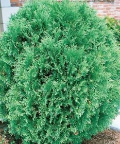 Garden Goods Direct Shrubs Arborvitae Tom Thumb