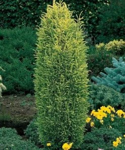 Garden Goods Direct Gold Cone Juniper