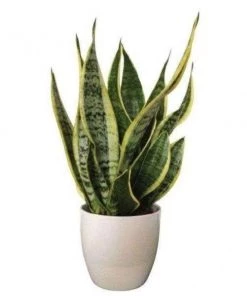 Garden Goods Direct Sansevieria Futura Superba