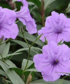 Garden Goods Direct Mexican Petunia